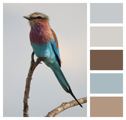Rainbow Bird Bird African Bird Image
